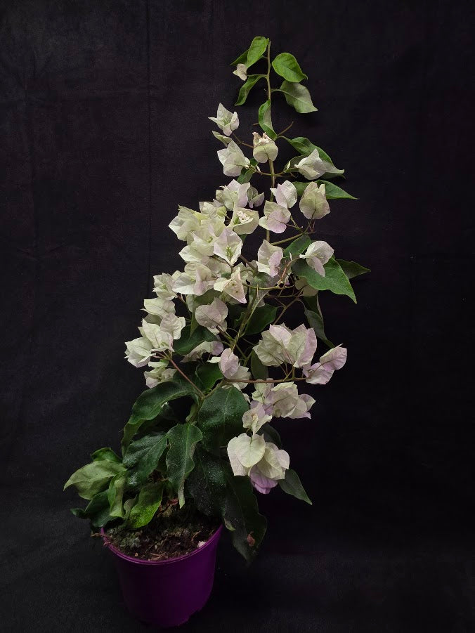 White Bougainvillea #01
