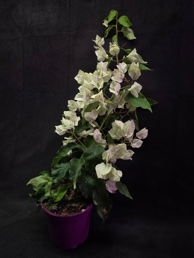 White Bougainvillea #01