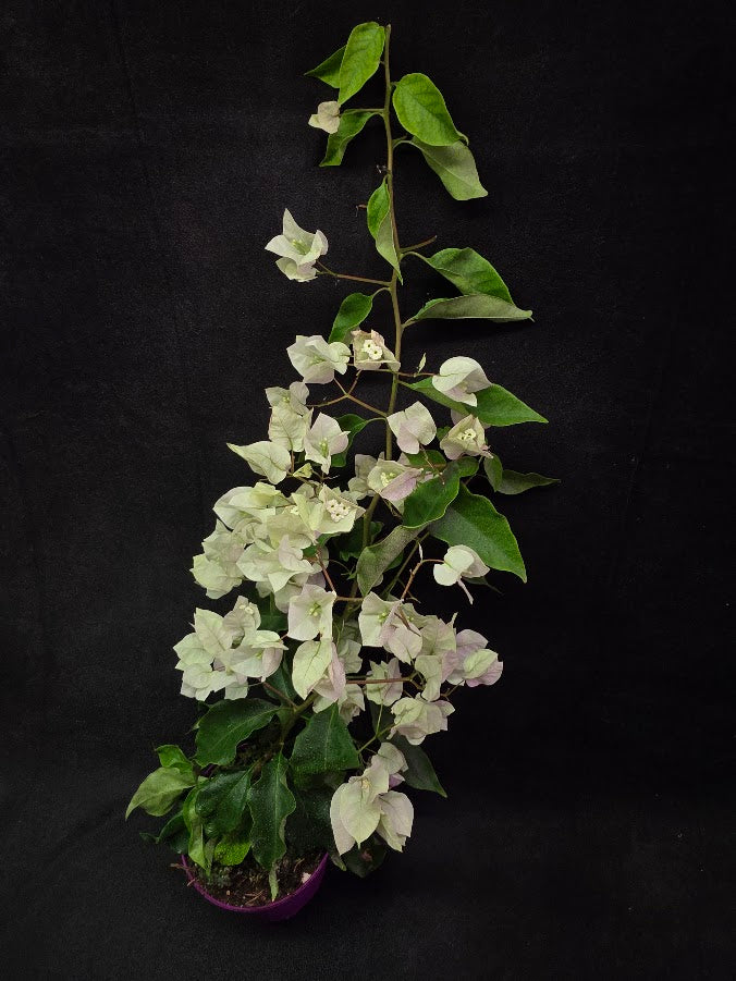 White Bougainvillea #01
