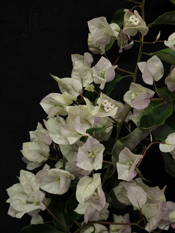 White Bougainvillea #01