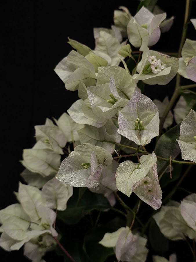 White Bougainvillea #01