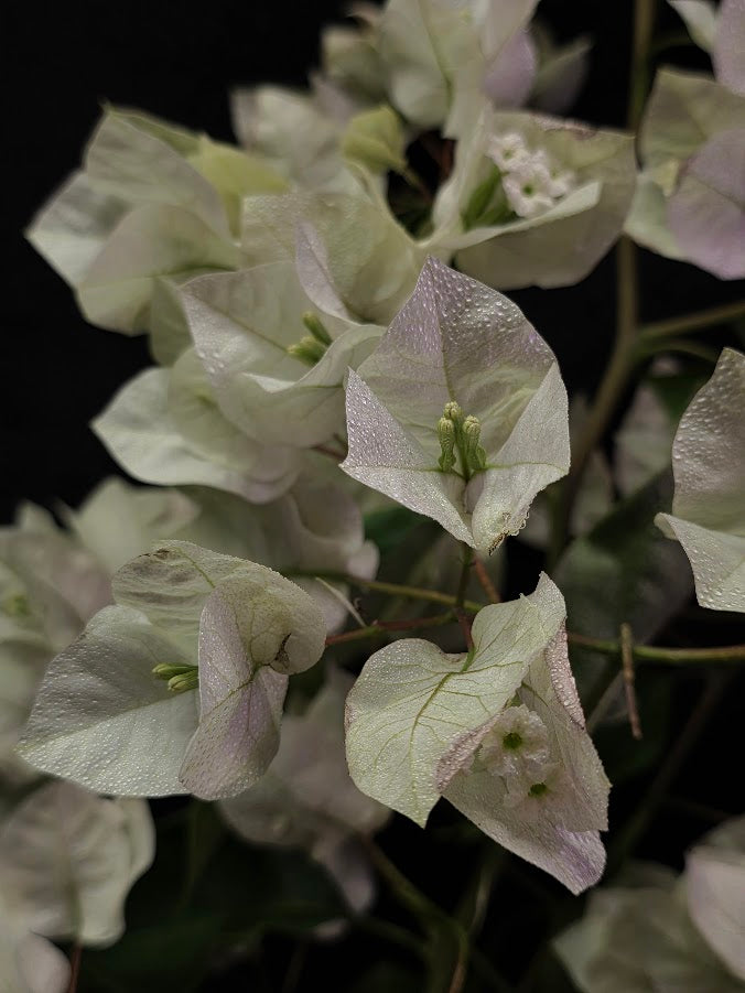 White Bougainvillea #01
