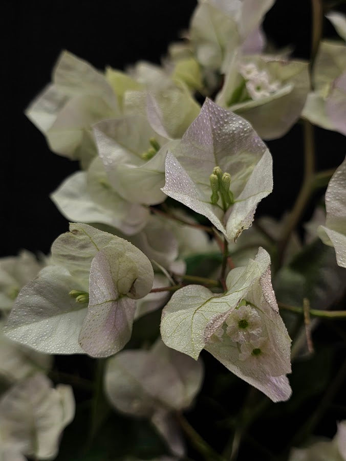 White Bougainvillea #01