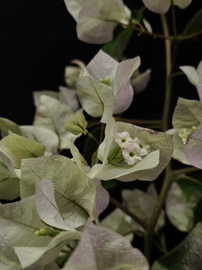 White Bougainvillea #01