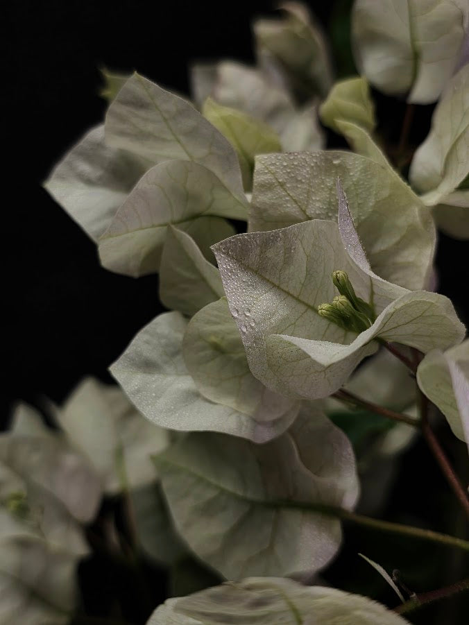 White Bougainvillea #01