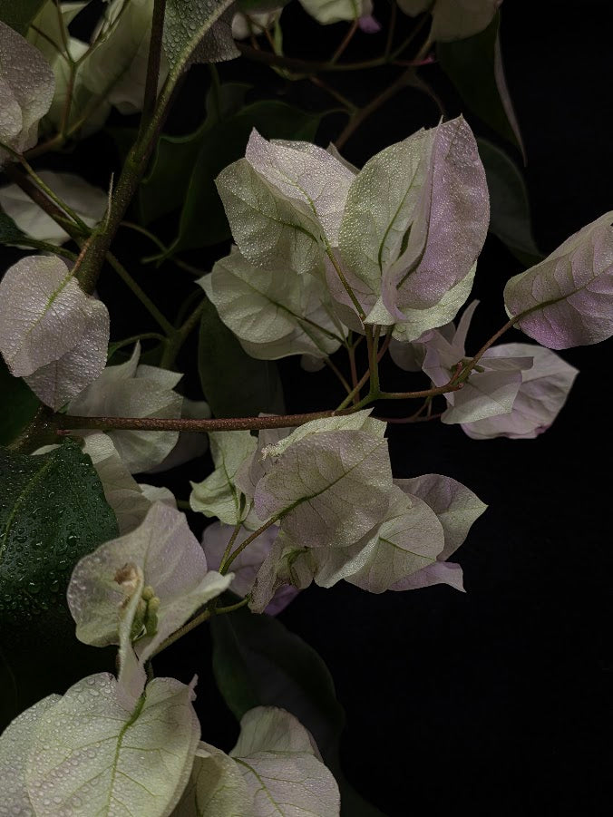 White Bougainvillea #01