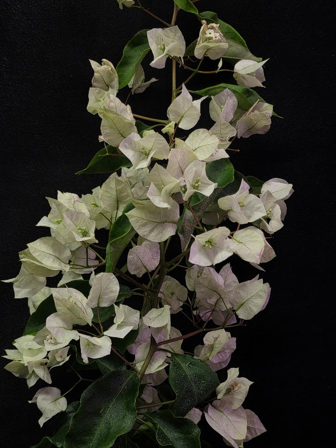 White Bougainvillea #01