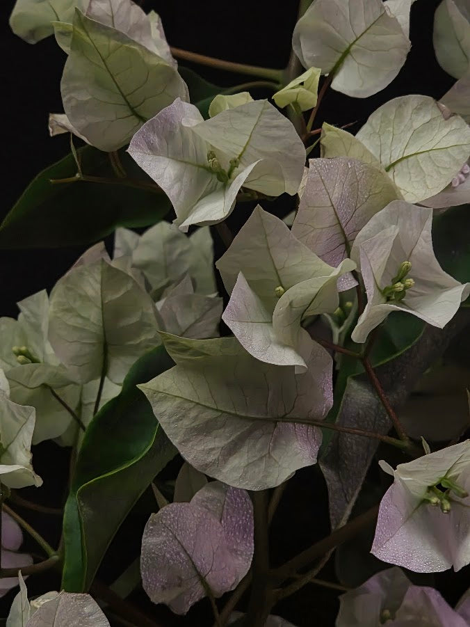 White Bougainvillea #01