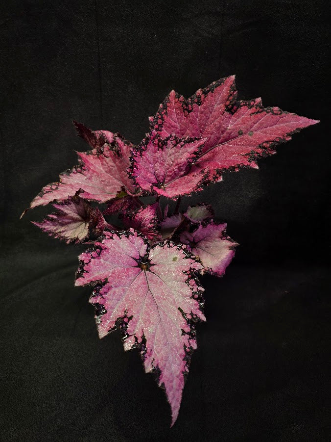 Begonia Rex Jurassic Pink Shades #01