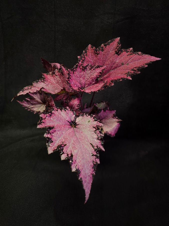 Begonia Rex Jurassic Pink Shades #01