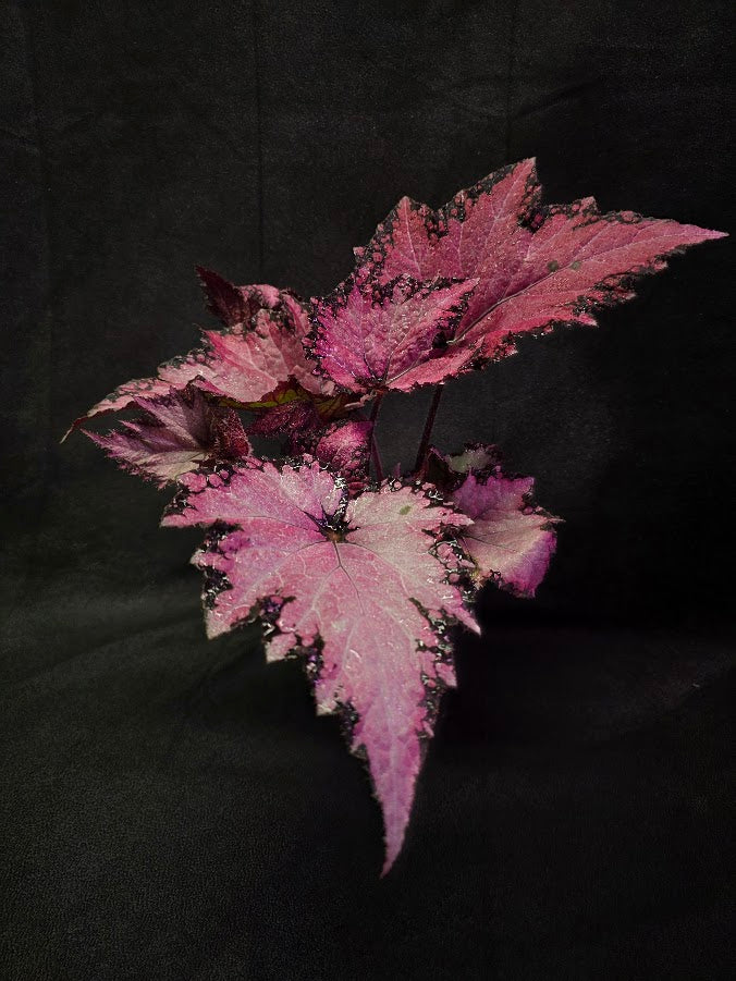 Begonia Rex Jurassic Pink Shades #01