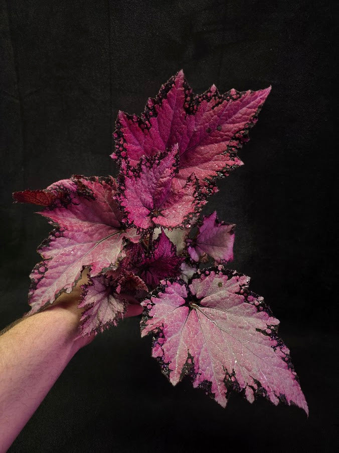Begonia Rex Jurassic Pink Shades #01
