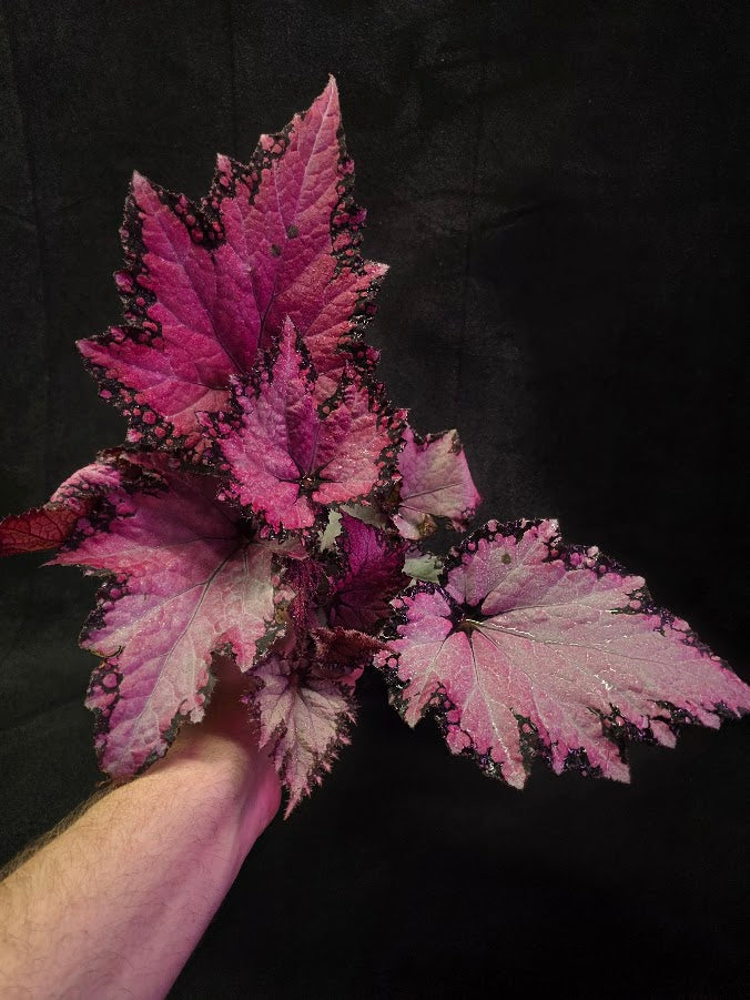 Begonia Rex Jurassic Pink Shades #01