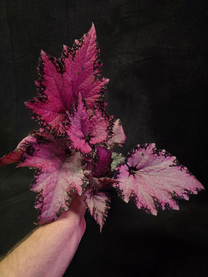 Begonia Rex Jurassic Pink Shades #01