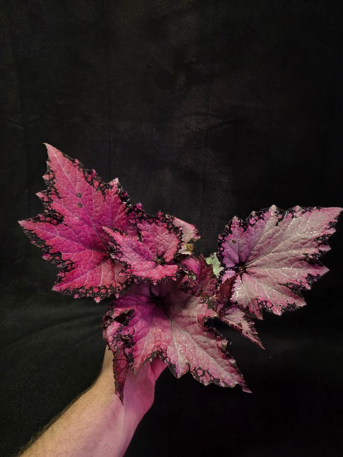 Begonia Rex Jurassic Pink Shades #01