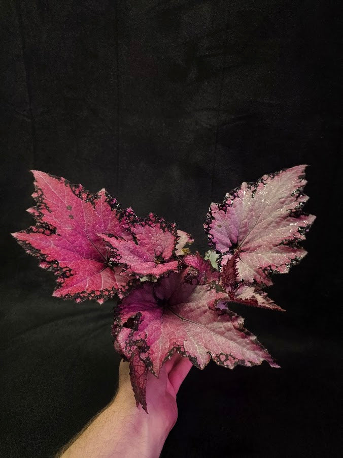 Begonia Rex Jurassic Pink Shades #01