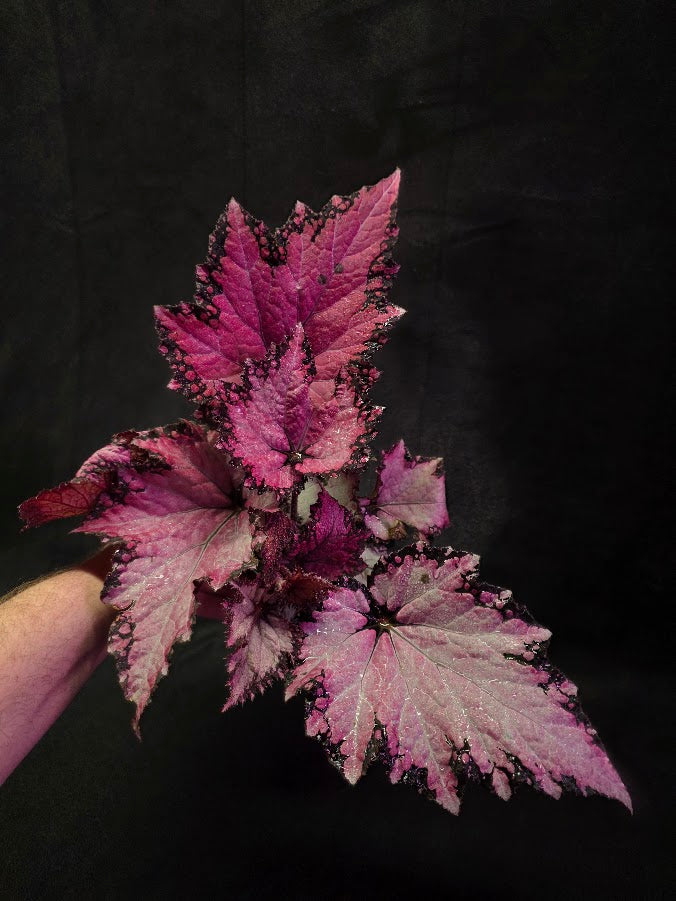 Begonia Rex Jurassic Pink Shades #01