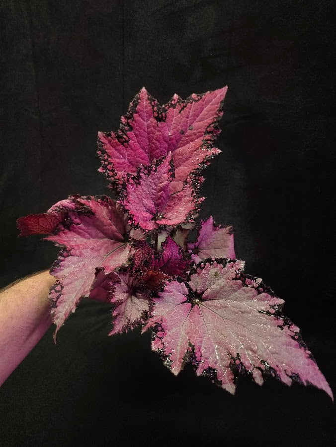 Begonia Rex Jurassic Pink Shades #01