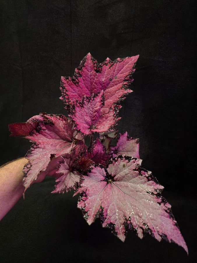 Begonia Rex Jurassic Pink Shades #01