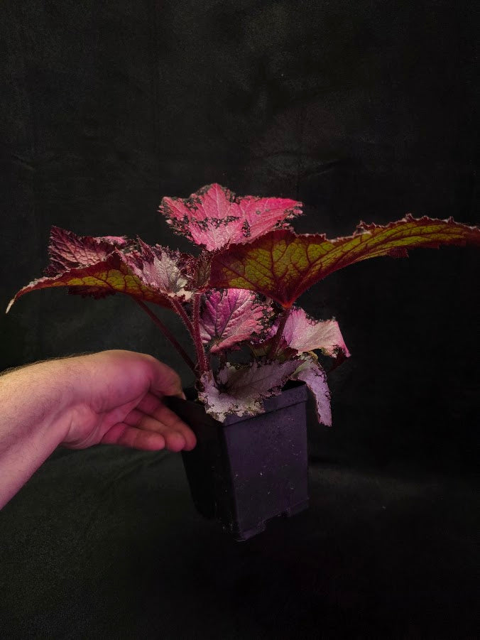 Begonia Rex Jurassic Pink Shades #01