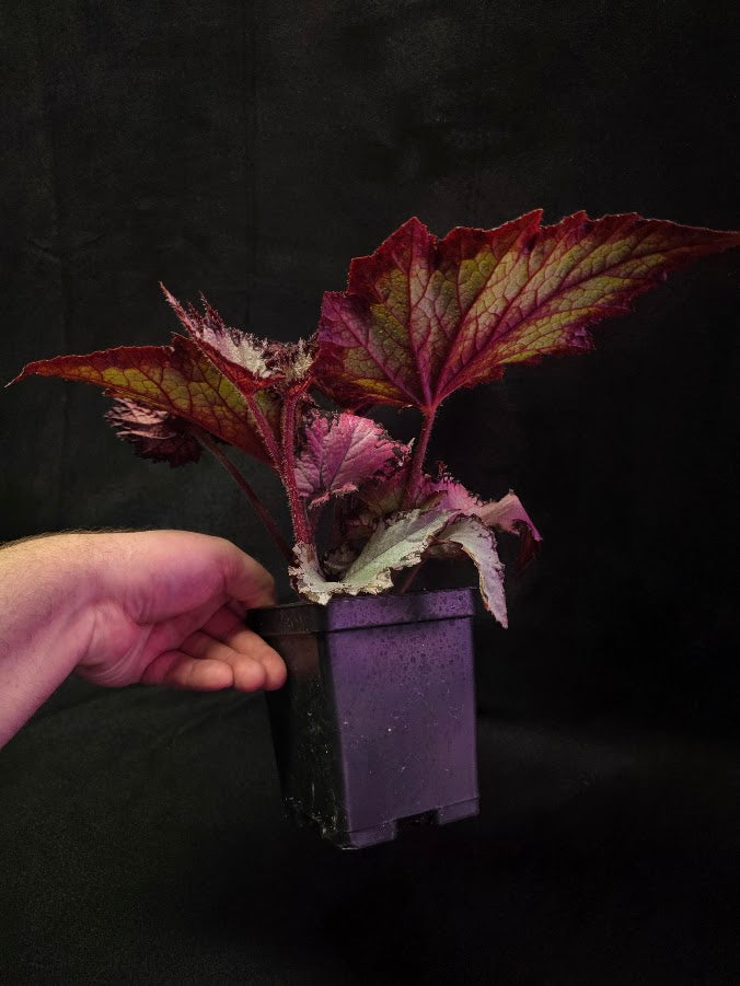 Begonia Rex Jurassic Pink Shades #01