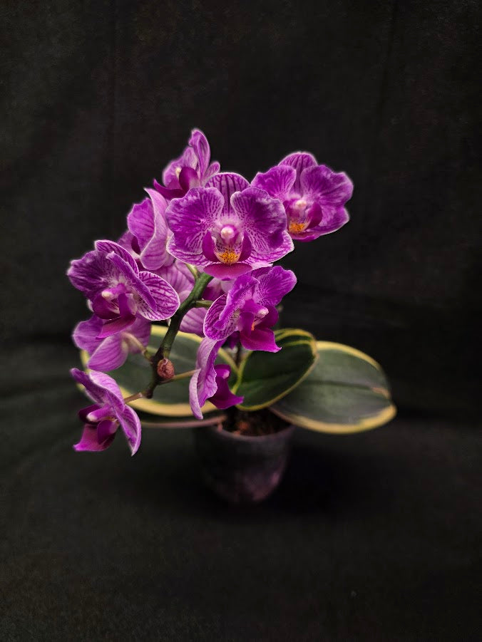 Variegated Orchid #01