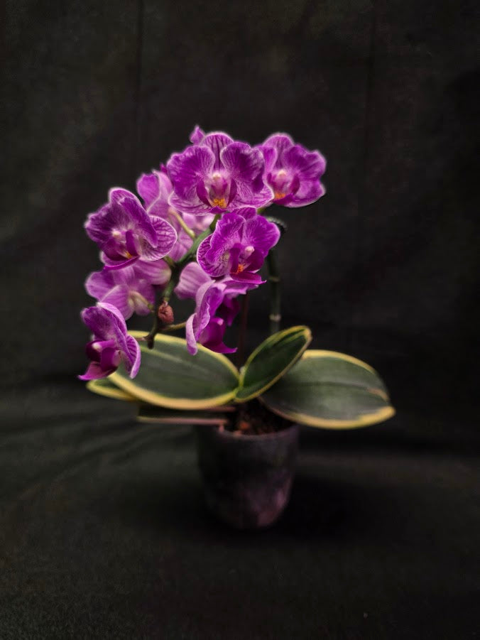 Variegated Orchid #01