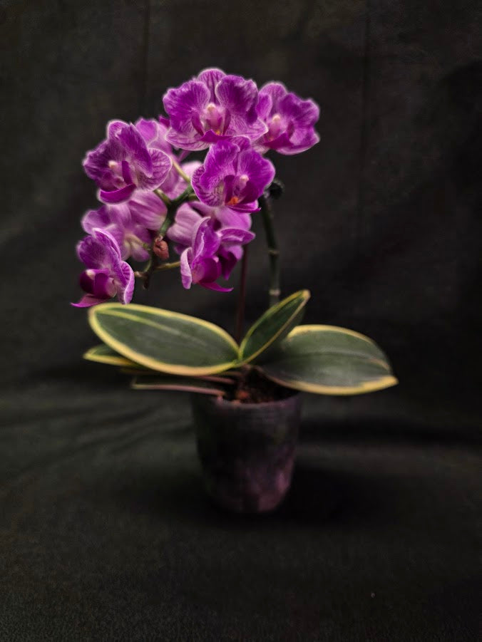 Variegated Orchid #01