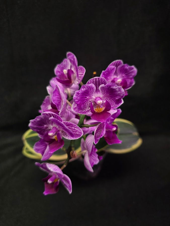 Variegated Orchid #01