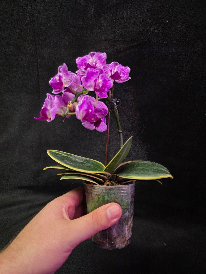 Variegated Orchid #01