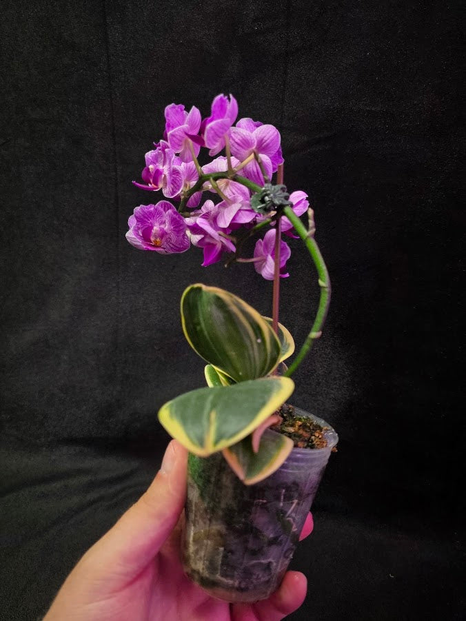 Variegated Orchid #01