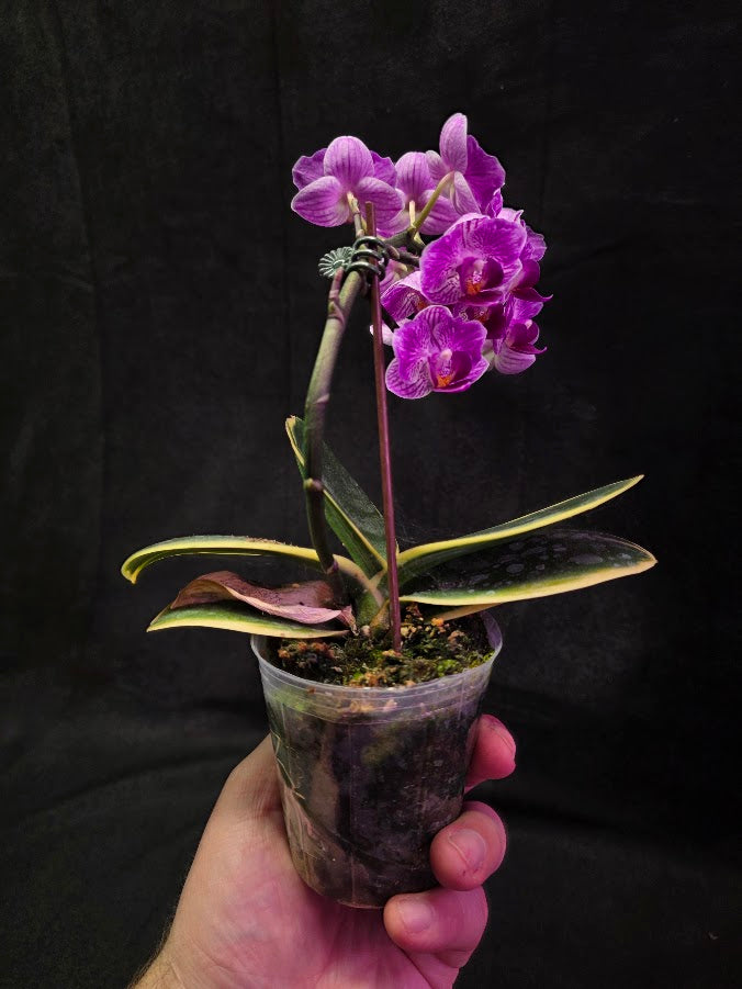 Variegated Orchid #01