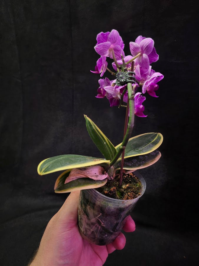 Variegated Orchid #01