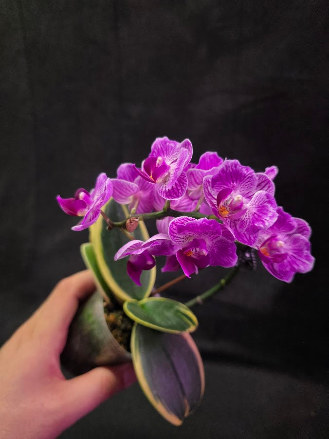 Variegated Orchid #01