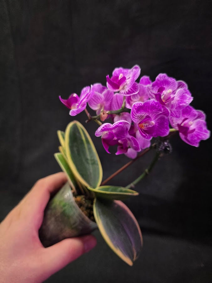 Variegated Orchid #01