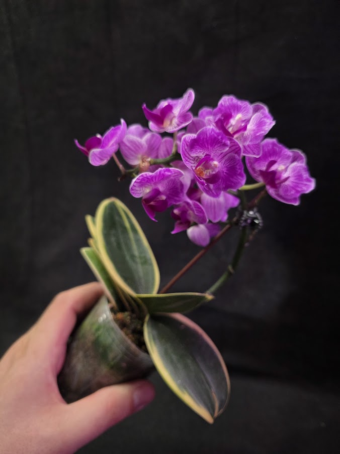 Variegated Orchid #01