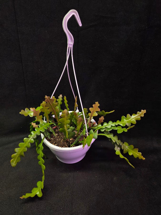 Fishbone Cactus In Hanging Pot 