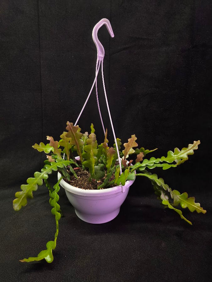Fishbone Cactus In Hanging Pot 