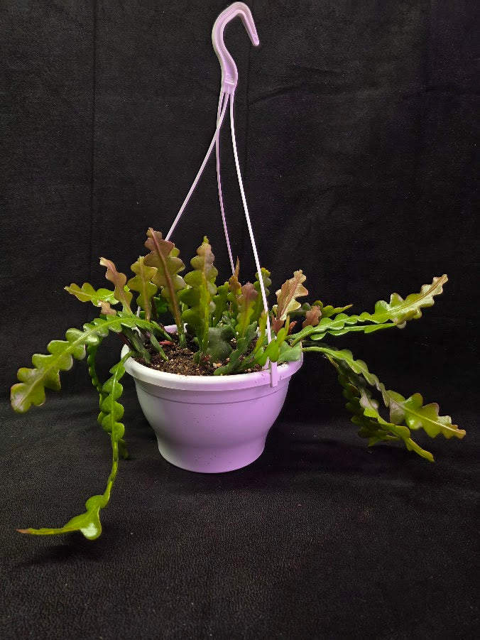 Fishbone Cactus In Hanging Pot 