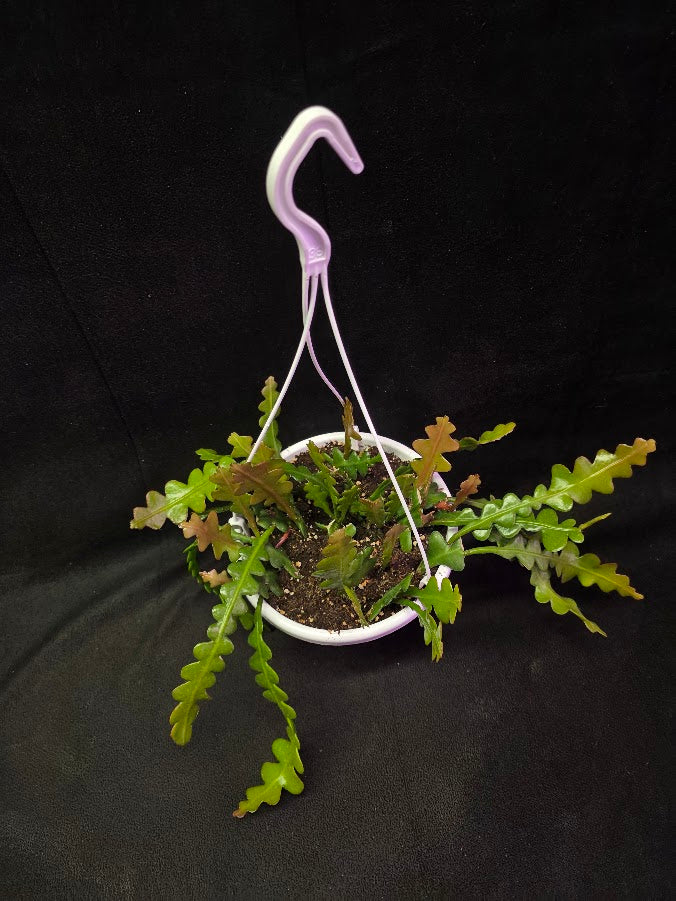 Fishbone Cactus In Hanging Pot 