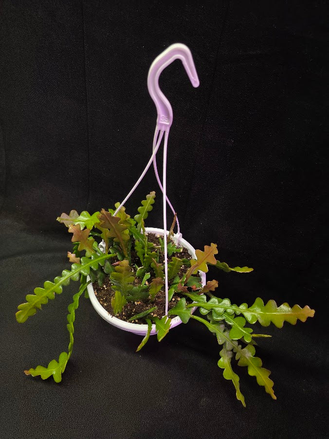 Fishbone Cactus In Hanging Pot 