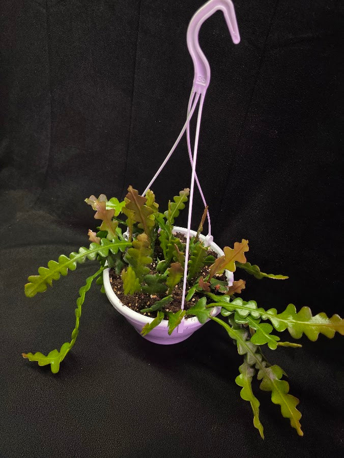 Fishbone Cactus In Hanging Pot 