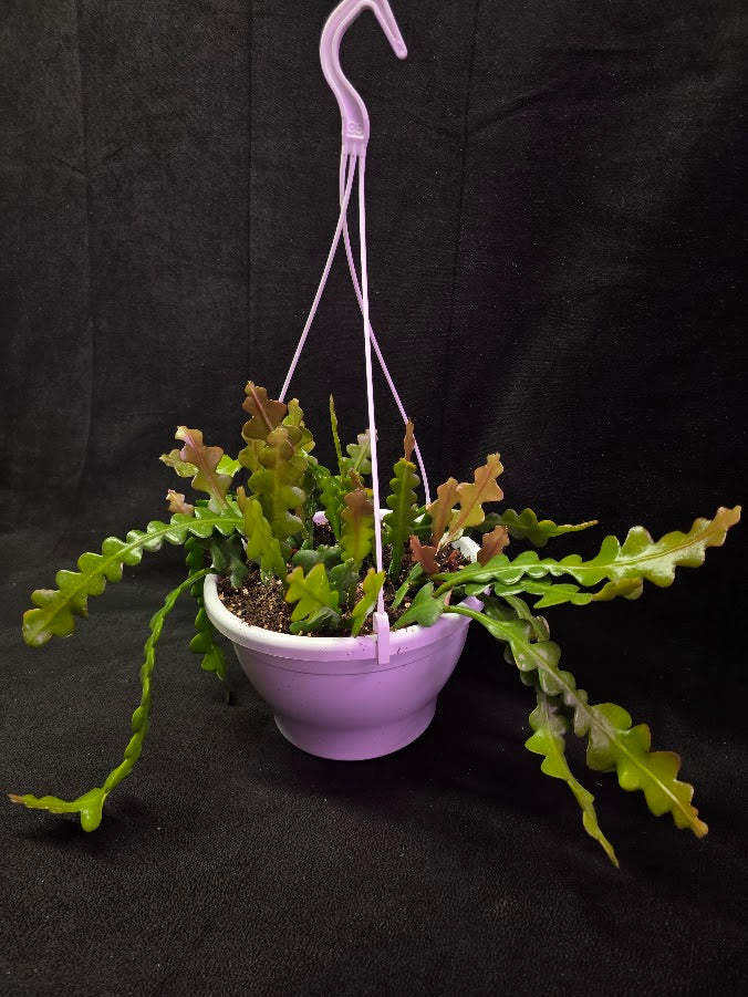 Fishbone Cactus In Hanging Pot 