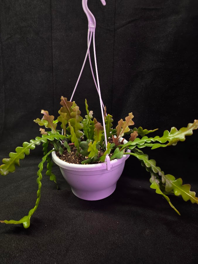 Fishbone Cactus In Hanging Pot 