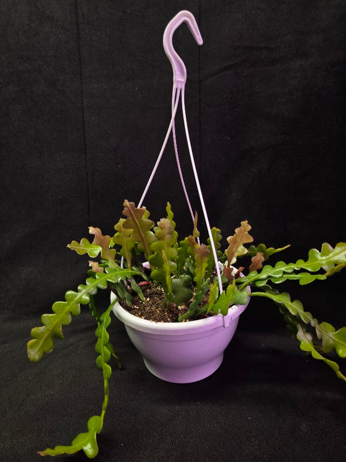 Fishbone Cactus In Hanging Pot 