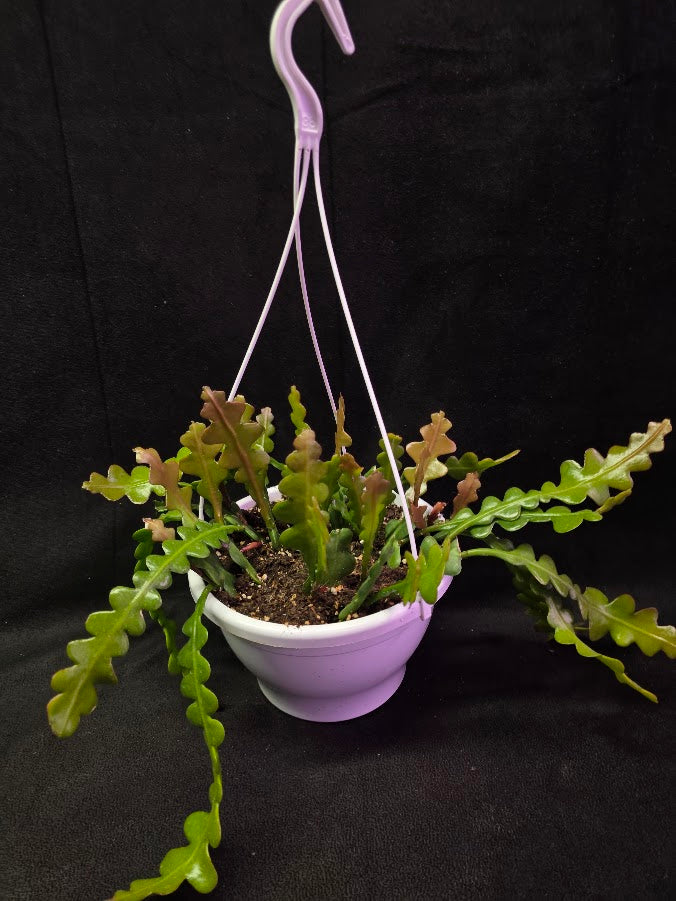 Fishbone Cactus In Hanging Pot 