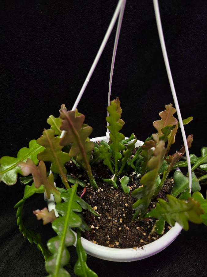 Fishbone Cactus In Hanging Pot 