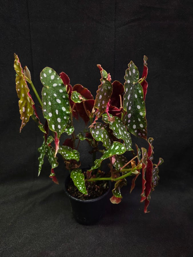 Polka Dot Begonia Silver Spot 
