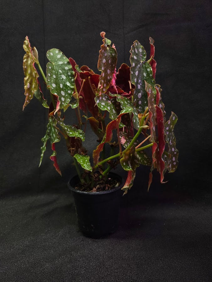 Polka Dot Begonia Silver Spot 