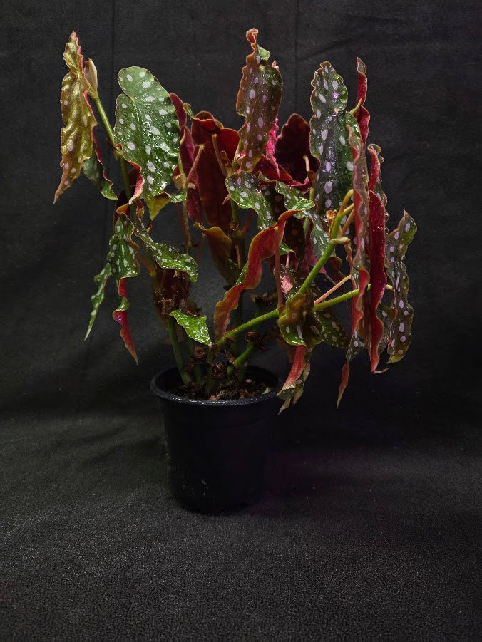 Polka Dot Begonia Silver Spot 
